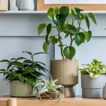 Plante de casă recomandate de specialist. Reduc poluarea și previn durerile de cap