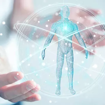Câte organe sunt în corpul uman? Cel mai mare și cel mai mic organ – descoperiri surprinzătoare