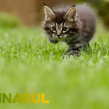 Îngrășământ pentru gazon: cele mai bune sfaturi de la profesioniști