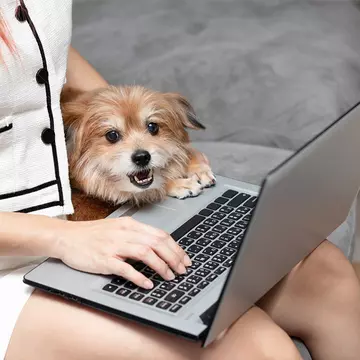 De ce să cumpărăm de la un petshop produse de calitate pentru animalele de companie