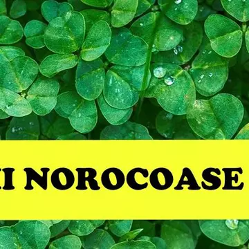 Zodiile norocoase ale lunii martie. Sunt răsfățatele astrelor!