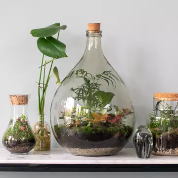 Ce plante poți crește în sticle și terarii