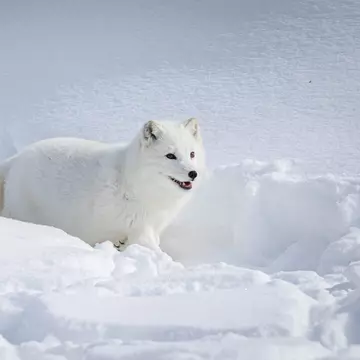 Animale care îşi schimbă culoarea iarna