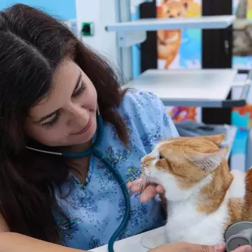 Echilibrul între carieră și viața personală: Povestea Exotic Vet Center