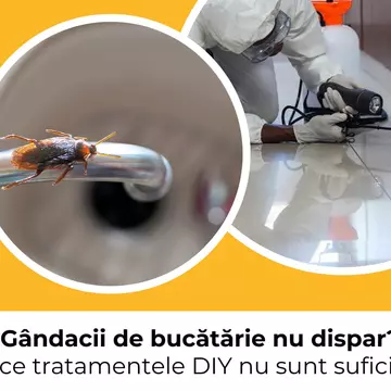 Gândacii de bucătărie nu dispar? De ce tratamentele DIY nu sunt suficiente