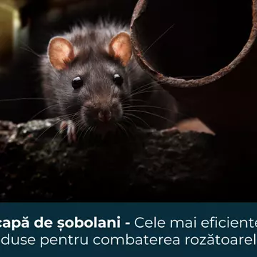 Scapă de șobolani - Cele mai eficiente produse pentru combaterea rozătoarelor