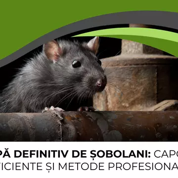 Scapă definitiv de șobolani: capcane eficiente și metode profesionale