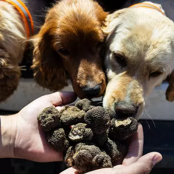 Care sunt cele mai potrivite rase de câini pentru căutat trufe