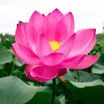 Floarea de lotus - semnificație, proprietăți și curiozități