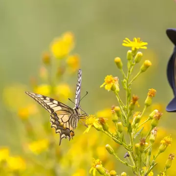 Ghidul complet al fotografiei macro: ce trebuie să știi despre echipamente și tehnici?