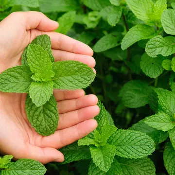 De unde vine expresia "a freca menta"