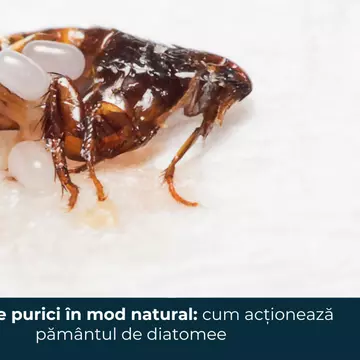 Scapă de purici în mod natural: cum acționează pământul de diatomee