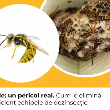Viespile: un pericol real. Cum le elimină eficient echipele de dezinsecție