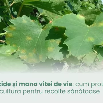 Fungicide și mana vitei de vie: cum protejăm cultura pentru recolte sănătoase