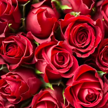 Surprize florale pentru zile de naștere memorabile – recomandările Maison Dadoo