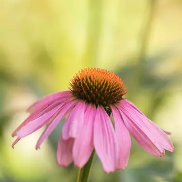 Echinacea - cum ajută această plantă imunitatea organismului și de ce este indicat să o consumi în sezonul rece