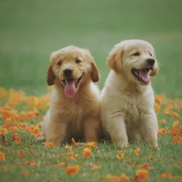 Top greșeli frecvente în alimentația animalelor de companie