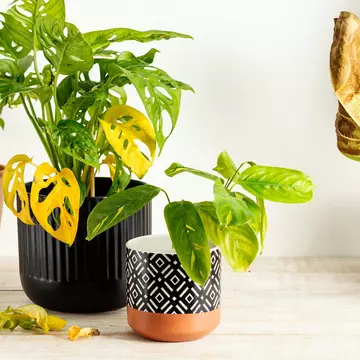 De ce se usucă plantele de apartament?