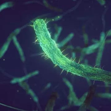 Ce este bacteria Vibrio, supranumită „bacteria mâncătoare de carne”. Se răspândește pe litoralurile europene