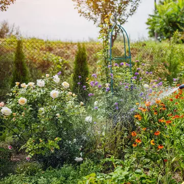 Ghidul udării corecte pe timp de caniculă: când, cât şi cum udăm plantele