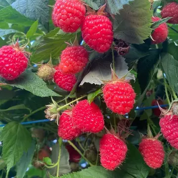 Cum poți sărbători Ziua Mediului cu un gest simplu: alege fructe și legume din România