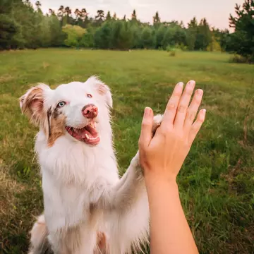 Top 7 activități care stimulează inteligența animalelor de companie