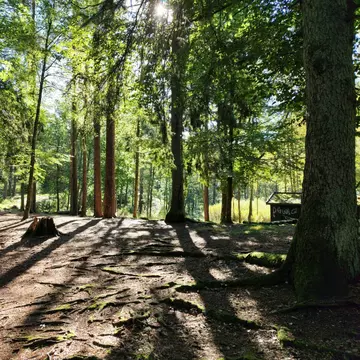 Un copac s-a prăbușit peste o tânără care stătea în hamac, în Parcul Cișmigiu. În ce stare se află femeia