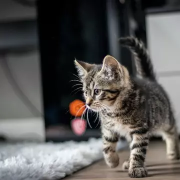 Litiera și bolul cu mâncare spun mai multe despre pisica ta decât crezi