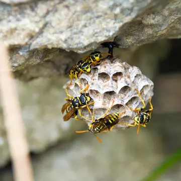 Cum să scapi de viespi cu insecticide sub formă de pulbere