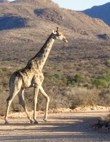 O girafa sfioasa traverseaza strada