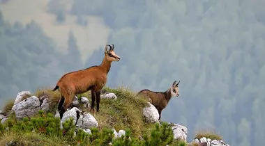 Imagini rare cu animalele sălbatice din Piatra Craiului