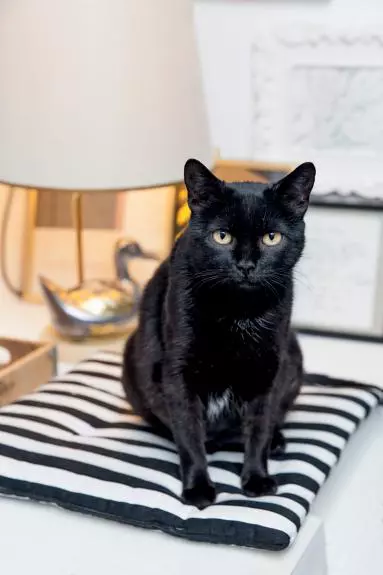 apuVineri, pisica Fabuloasei și a lui Otravă, a fost adoptată de Black Friday