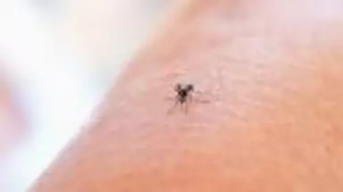 Spray repelent: protecție eficientă împotriva insectelor