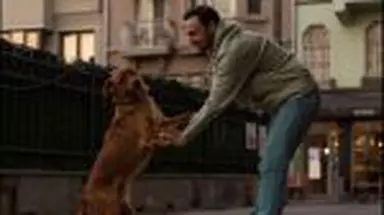 Cum calculezi corect câți ani are câinele tău. Nu, un an omenesc nu e echivalentul a șapte! Alta e formula corectă!