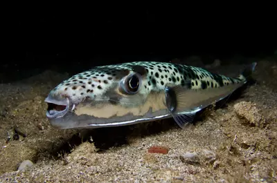 Ce este peștele-iepure – Lagocephalus sceleratus, peștele-balon toxic care provoacă îngrijorare în Grecia
