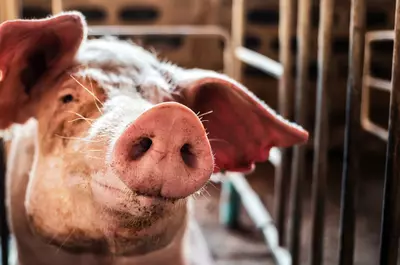 Ce mesaj transmite un cap de porc tăiat