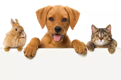 Care sunt animalele de companie uşor de îngrijit