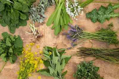 Ce plante bune de mâncat poți culege primăvara din natură