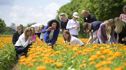 EXCLUSIV. Cum se fabrică celebrele produse Weleda. Am vizitat grădina de plante medicinale din Germania, un paradis de 23 de hectare