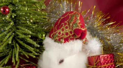 Ce ne aduce Anul Iepurelui în 2011
