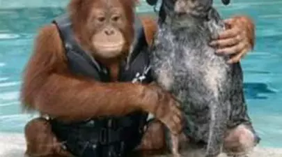 Foto: Câinii din Japonia şi alte prietenii între animale