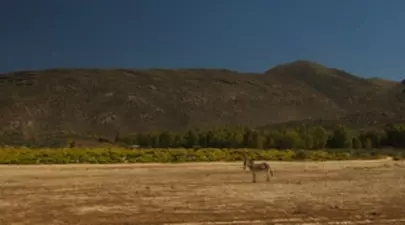 Zodiacul Chinezesc. Ce zodie chinezească ești în funcție de anul nașterii