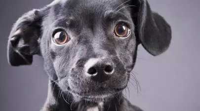 Zodiacul Chinezesc. Ce zodie chinezească ești în funcție de anul nașterii