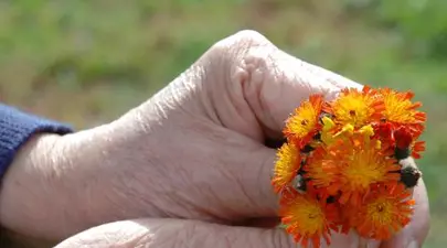 Zodiacul Chinezesc. Ce zodie chinezească ești în funcție de anul nașterii