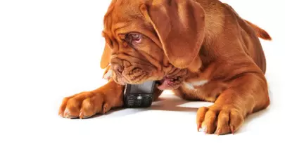 Zodiacul Chinezesc. Ce zodie chinezească ești în funcție de anul nașterii