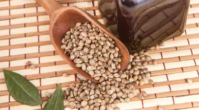 Cânepa: Cea mai bogată sursă de proteină vegetală