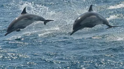 Delfinii se droghează! Vezi cum mestecă peşti otrăvitori pentru a se simţi bine