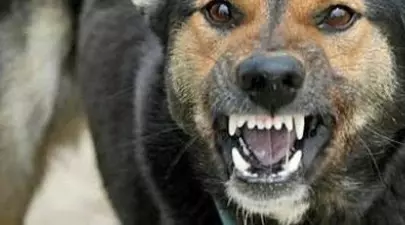 Se întâmplă iar în România. Un băiat de 9 ani a fost sfâşiat şi mutilat de câini