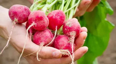 Zodiacul Chinezesc. Ce zodie chinezească ești în funcție de anul nașterii