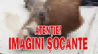 Zodiacul Chinezesc. Ce zodie chinezească ești în funcție de anul nașterii